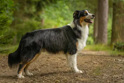 Brigancia Reale Di Narnieland