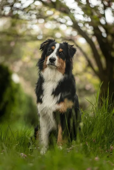 Brigancia Reale Di Narnieland