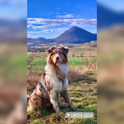 Ilex Golden King Zelené návrší