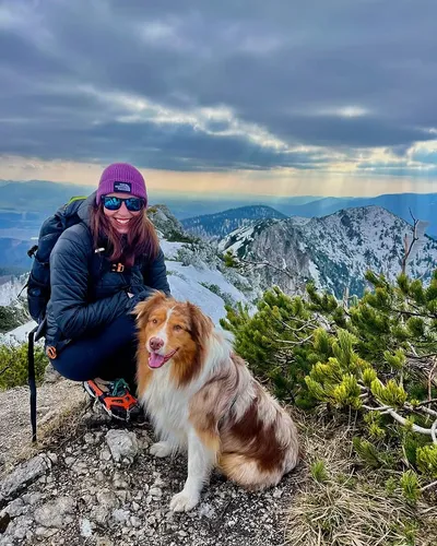 Ilex Golden King Zelené návrší