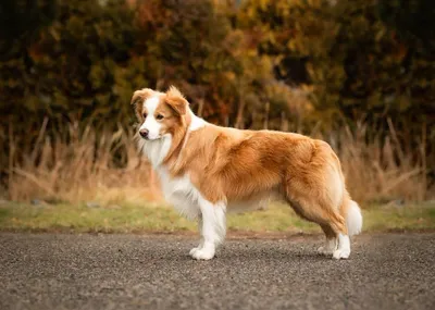 Awesome Sand Winner of my Heart