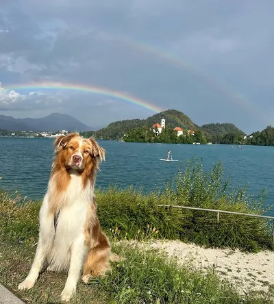 Ilex Golden King Zelené návrší