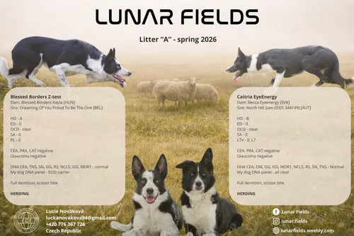 Canva pokus 2 – vylepšená verze