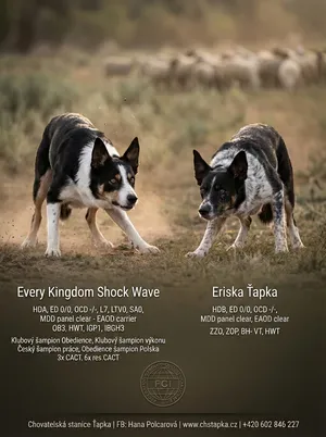 Profesionální leták plánovaného vrhu border kolií