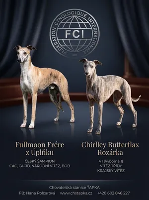 Profesionální leták plánovaného vrhu vípetů