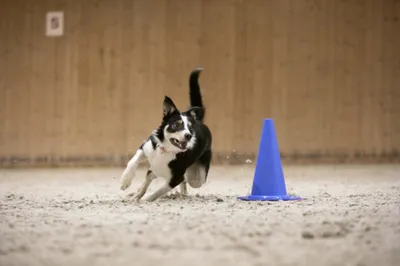 Every Kingdom Shock Wave