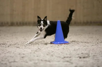 Every Kingdom Shock Wave