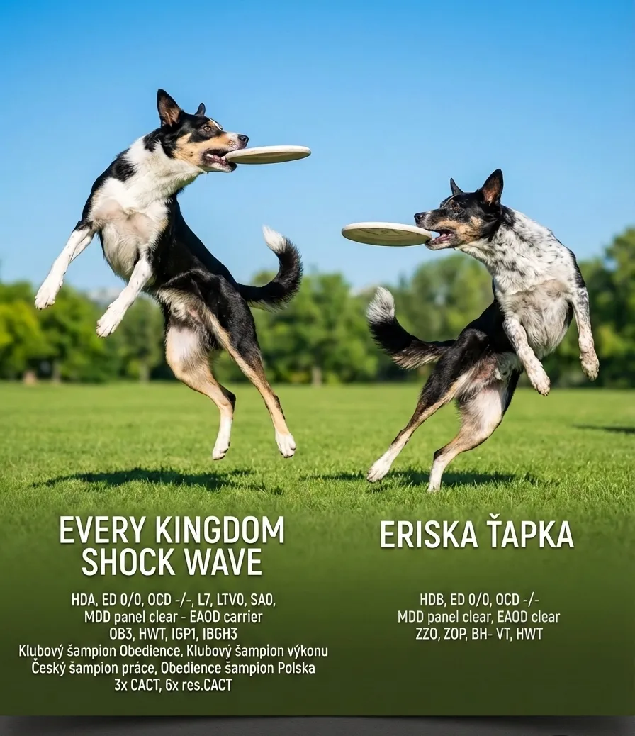 Ukázka letáčku v kreativním módu.