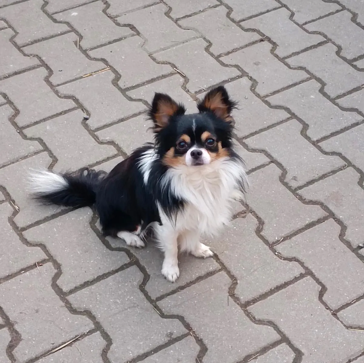 Originální fotografie čivavy.