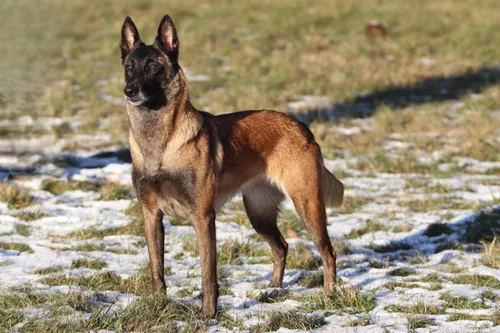 Gizela Šumavský Xerak